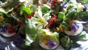 violettes et primevères en salade