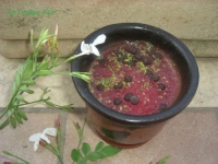 recette de gele N10